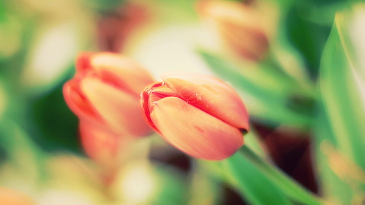 tulipes, fleurs, macro, plantes, Fond d'écran HD