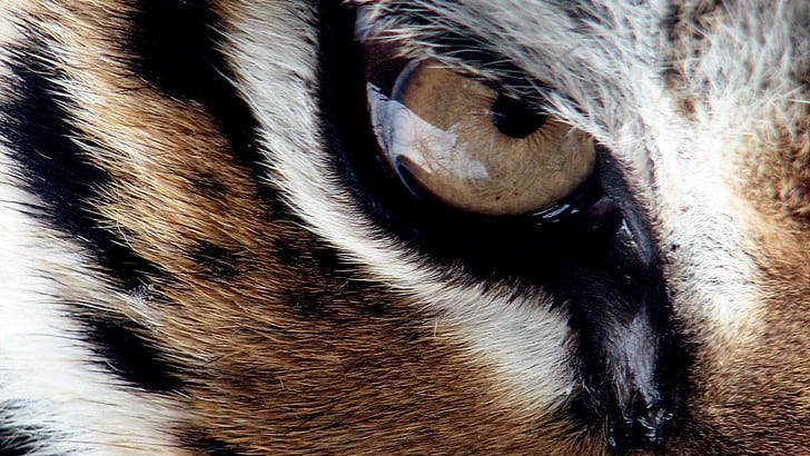 Oeil de tigre, oeil de tigre brun et noir blanc, tigre, gros chats, oursons, nature, faune, lion, animaux, rayures, Fond d'écran HD