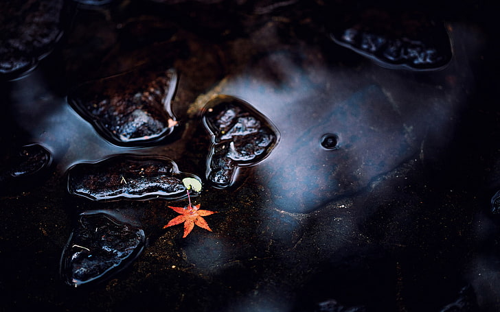 autumn, fall, leaves, light, nature, pond, puddle, reflection, rocks, seasons, water, zen, HD wallpaper