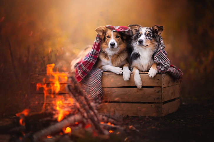 autumn, dogs, look, nature, pose, comfort, heat, background, mood, fire, together, two, beauty, paws, blanket, the fire, pair, wooden, plaid, box, a couple, Duo, lie, two dogs, the border collie, spotted, HD wallpaper