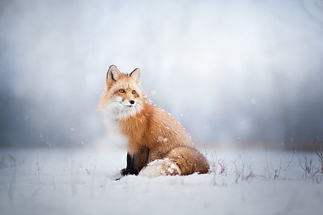 winter, look, snow, Fox, HD wallpaper HD wallpaper
