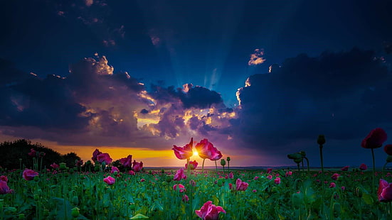 bidang poppy, bunga poppy, sinar matahari, langit, awan, matahari terbenam, bidang, bidang bunga, musim panas, senja, malam, apiun, Wallpaper HD HD wallpaper