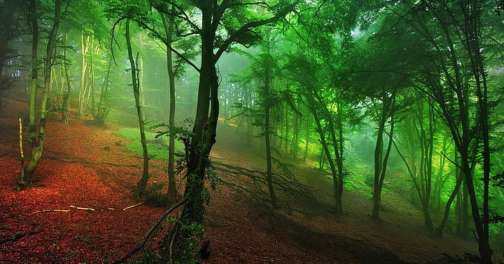 green tree lot, mist, nature, forest, red, green, hills, leaves, landscape, morning, shrubs, HD wallpaper