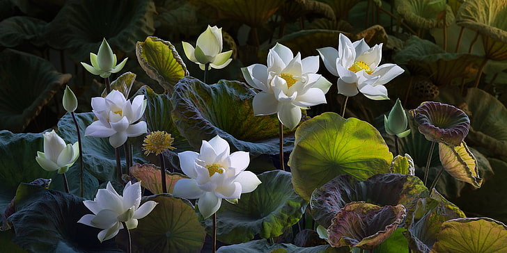 white-and-yellow petaled flowers, leaves, flowers, nature, treatment, art, Lotus, white, buds, composition, HD wallpaper