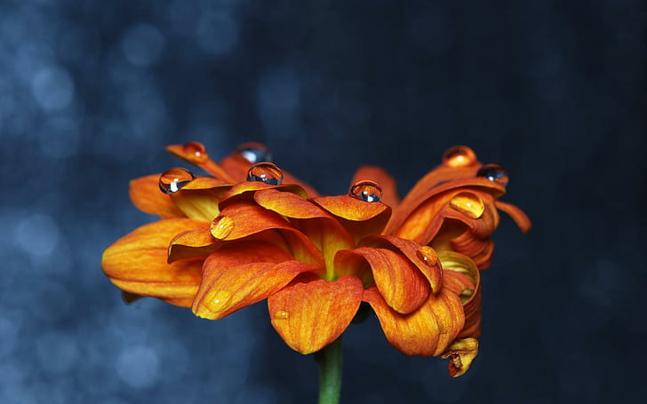 Оранжевая цинния, цветок оранжевого лепестка, цветы, 1920x1200, цинния, HD обои