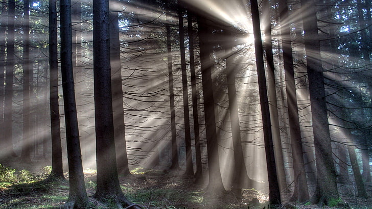 silhouette of trees wallpaper, nature, trees, forest, wood, mist, leaves, plants, branch, sun rays, HDR, silhouette, grass, HD wallpaper