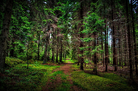 Lasy Szlak drzew Przyroda, przyroda, lasy, drzewa, szlak, Tapety HD HD wallpaper