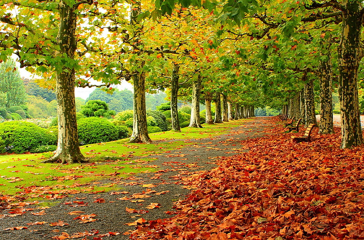 droga porośnięta drzewami, park, jesień, liście, ławki, drzewa, Tapety HD