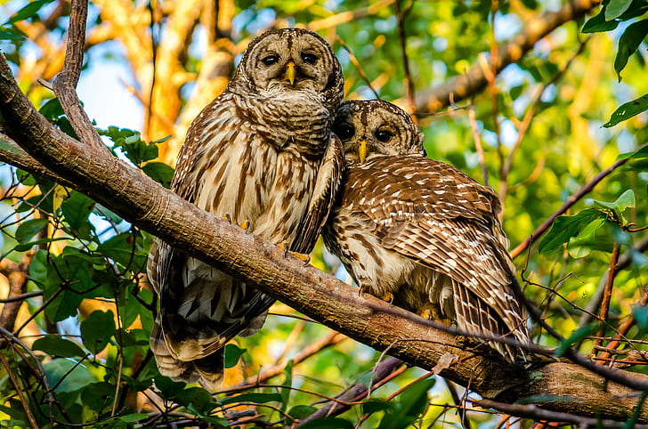 Mottled owl, Mottled owl, owls, Birds, couple, branch, HD wallpaper