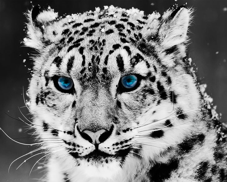 파란 눈 표범 선택적 채색 눈 표범 1280x1024 동물 고양이 HD 아트, 파란 눈, 표범, HD 배경 화면