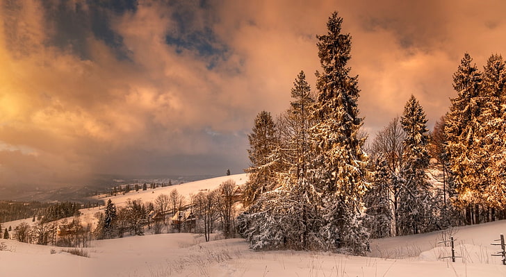 Inverno a Zakopane in Polonia, alberi a foglie verdi, stagioni, inverno, Sfondo HD