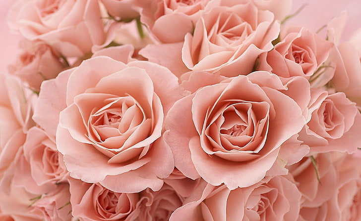 buket mawar merah muda, mawar, teh, bunga, kuncup, bunga, Wallpaper HD