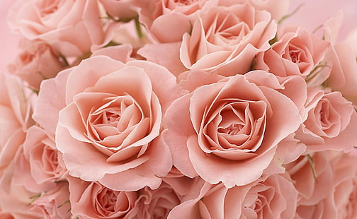 ramo de rosas rosadas, rosas, té, flores, capullos, flor, Fondo de pantalla HD HD wallpaper