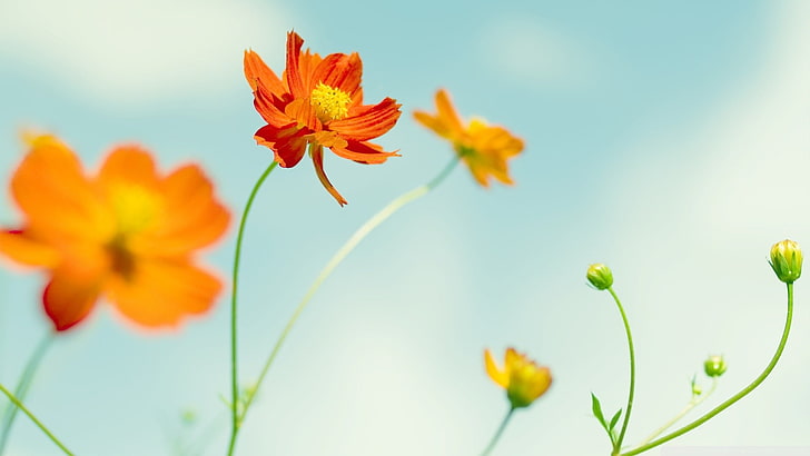 orange petaled blomma, grunt fokus fotografering av orange och gula blommor, natur, makro, blommor, kosmos (blomma), HD tapet