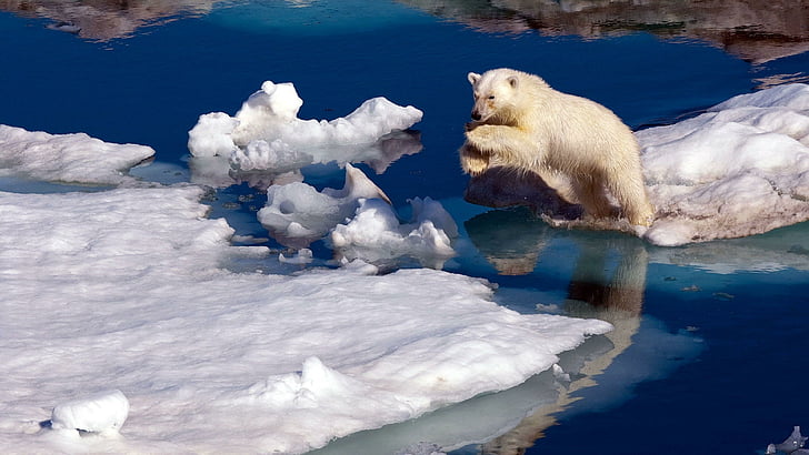 ледяной, животное, природа, ледниковый, полярный, дикий, дикая жизнь, дикое животное, милый, прыжок, холодный, ледяной, снег, медведь, белый медведь, лед, вода, HD обои