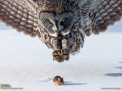 brązowo-biała sowa polująca na brązową mysz zimą, sowa, National Geographic, ptaki, śnieg, myszy, Tapety HD HD wallpaper
