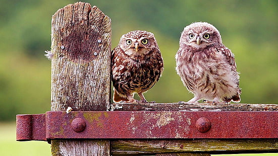 owl, bird, owls, beak, cute, wildlife, little owl, HD wallpaper HD wallpaper