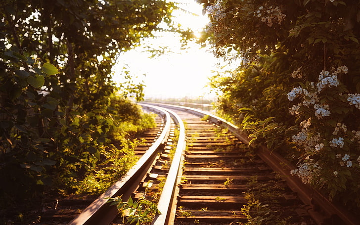 коричневый металлический поезд железная дорога, железная дорога, цветы, солнечный свет, растения, HD обои