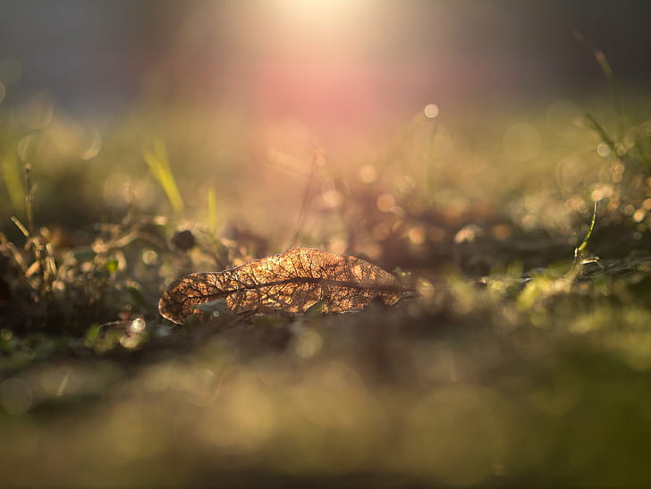brown leaves on green grass field during daytime, Fallen, leaves, green grass, grass field, daytime, City Park, Spring, plant  light, dof, bokeh, leaf, Panasonic Lumix G3, Olympus, F1.8, golden, nature, grass, defocused, outdoors, close-up, plant, HD wallpaper