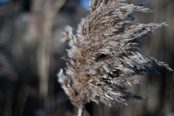 abrigo de piel marrón y negro, naturaleza, semillas, hierba, viento, Fondo de pantalla HD