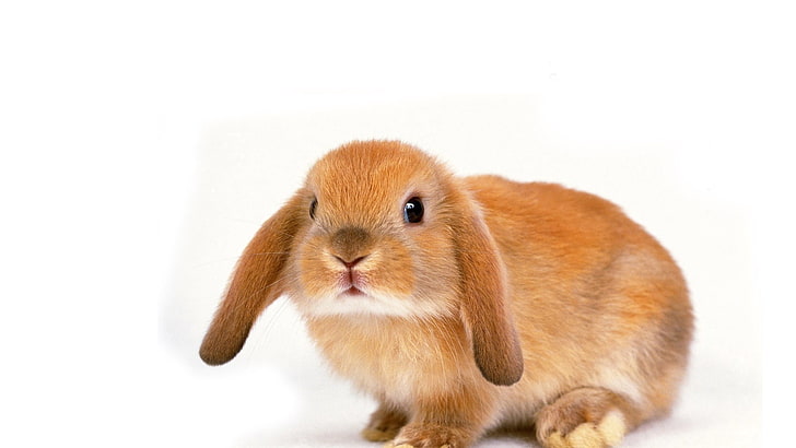 brown rabbit, rabbit, ears, small, photo shoot, HD wallpaper