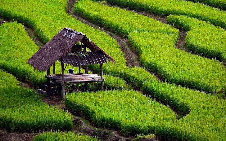Carta da parati widescreen paesaggio naturale campo di riso, capanna marrone nipa, Sfondo HD