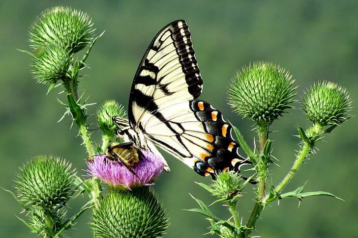 Tiger Swallowtail butterfly perched on pink flower in closeup photo, pilot mountain, pilot mountain, Tiger Swallowtail, Swallowtail butterfly, pink, flower, closeup, photo, pilot mountain  north carolina, nature, insect, butterfly - Insect, summer, close-up, animal, plant, HD wallpaper