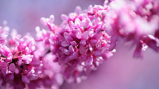 ดอกไม้บานพร่ามัว, วอลล์เปเปอร์ HD HD wallpaper