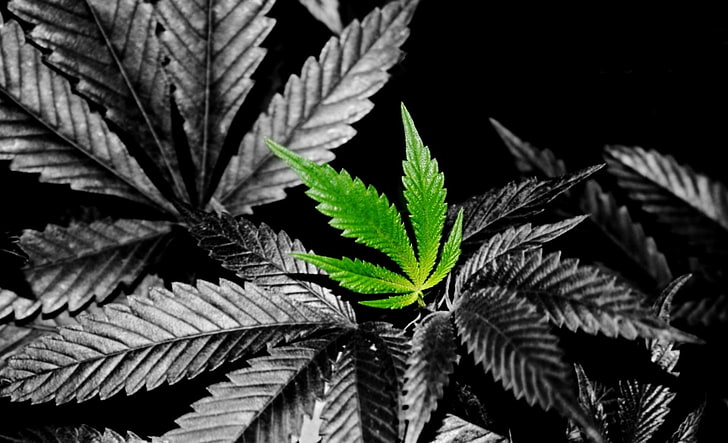 Weed In Color, foglia di cannabis verde, bianco e nero, Sfondo HD