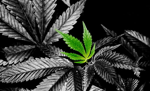 Weed In Color, zielony liść konopi, czarno-biały, Tapety HD HD wallpaper
