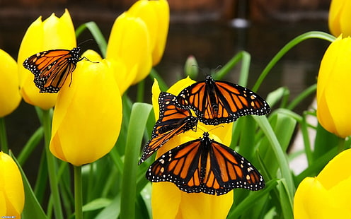 Tulipas e borboletas amarelas, amarelo, tulipa, borboleta, HD papel de parede HD wallpaper
