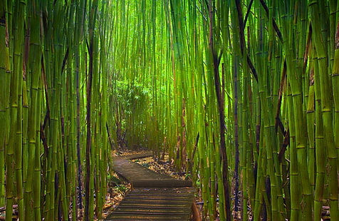 Бамбук, японска градина, градина, гора, път, бамбук, японска градина, градина, гора, пътека, HD тапет HD wallpaper
