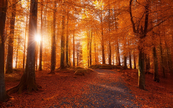 orange leafed forest, sun ray passing through brown trees, morning, forest, sunlight, path, trees, fall, leaves, nature, landscape, Norway, dirt road, HD wallpaper