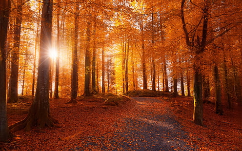 bosque de hojas de color naranja, rayo de sol pasando a través de árboles marrones, mañana, bosque, luz solar, camino, árboles, otoño, hojas, naturaleza, paisaje, Noruega, camino de tierra, Fondo de pantalla HD HD wallpaper