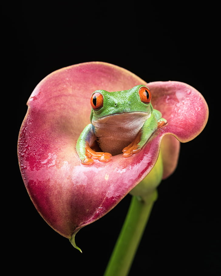 green frog on pink Calla lily flower, red-eyed tree frog, red-eyed tree frog, Red-eyed tree frog, green frog, pink, Calla lily, lily flower, amphibian, Agalychnis callidryas, Bournemouth, frog, animal, nature, tree Frog, wildlife, HD wallpaper