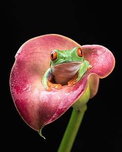 зелена жаба на розово цвете Calla lily, червеноока дървесна жаба, червеноока дървесна жаба, червеноока дървесна жаба, зелена жаба, розова, Calla lily, цвете лилия, земноводни, Agalychnis callidryas, Bournemouth, жаба, животно, природа, дърво Жаба, дива природа, HD тапет HD wallpaper