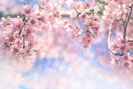 el cielo, ramas, primavera, Sakura, floración, rosa, flor, cereza, florecer, Fondo de pantalla HD HD wallpaper