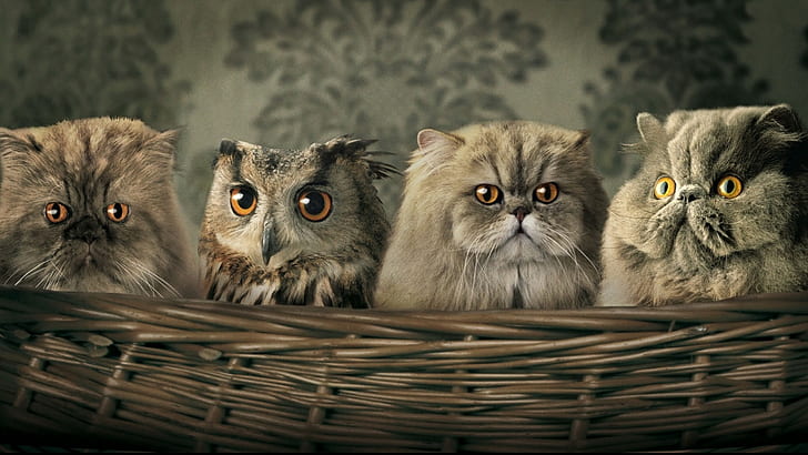 манипулирани домашни любимци Животни кошница котка сова HD, три сиви котки и 1 бухал в кафява тъкана кошница, животни, котка, бухал, кош, HD тапет