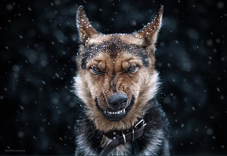 คนเลี้ยงแกะเยอรมันสีดำและสีน้ำตาลสำหรับผู้ใหญ่ในภาพโฟกัสสัตว์หิมะสุนัข, วอลล์เปเปอร์ HD HD wallpaper