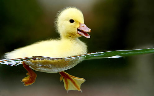 A Young Duckling. ., HD wallpaper HD wallpaper
