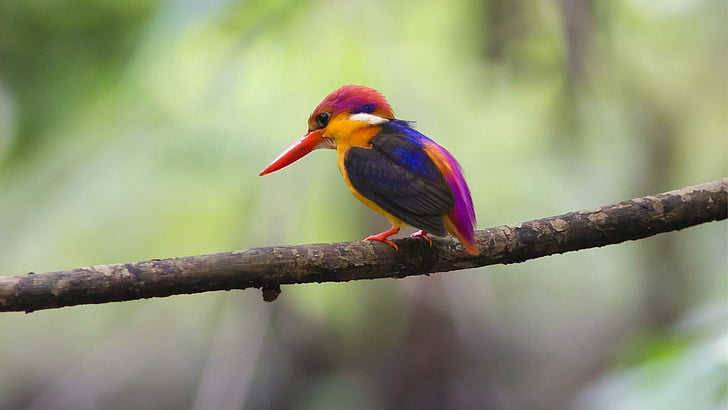 ptak, ładny, kolory, zwierzę, zwierzęta, Tapety HD