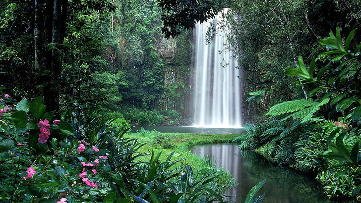 водопад, вода, Millaa Millaa Falls, Австралия, Куинсланд, скала, листа, флора, тропическа гора, дърво, HD тапет