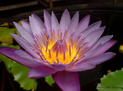 closeup photo of purple Waterlily flower, lotus, lotus, Lotus, Beautiful, Flower, closeup, photo, purple, Waterlily, India, Trivandrum, Kerala, iZZo, SAARC, Asia, Easa, Sony Ericsson, Flickr, Photography, Water Lily, lotus Water Lily, nature, pond, petal, plant, flower Head, botany, beauty In Nature, leaf, summer, pink Color, HD wallpaper HD wallpaper