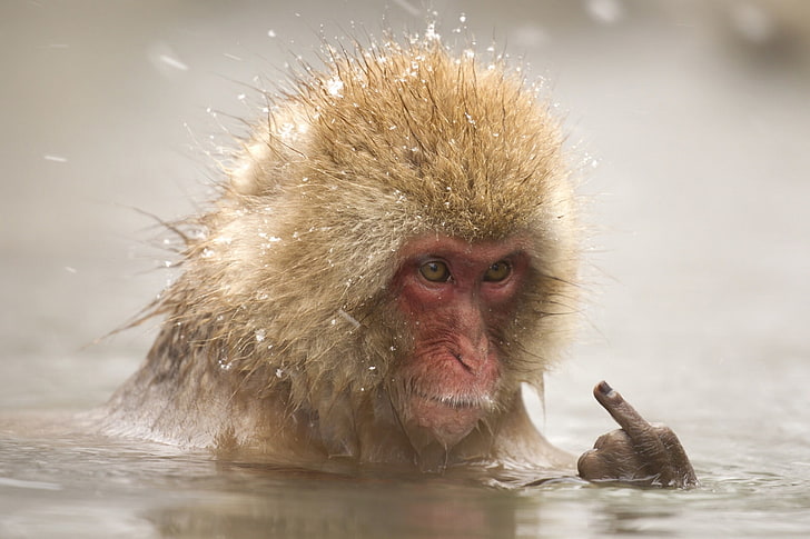 face, water, the situation, bathing, monkey, fingers, middle finger, Japanese macaques, HD wallpaper