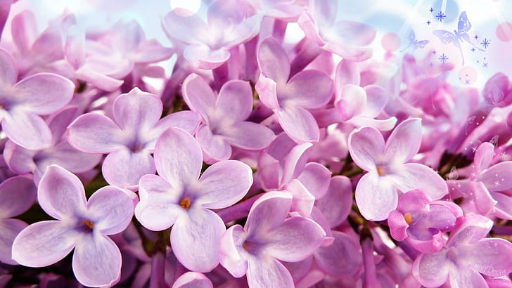 Lilacs Of Pink, pink flower plant, spring, lilacs, summer, bloom, butterflies, flowers, pink, 3d and abstract, HD wallpaper