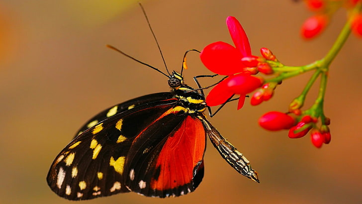 butterfly, red flower, flower, insect, macro photography, pollinator, nectar, HD wallpaper