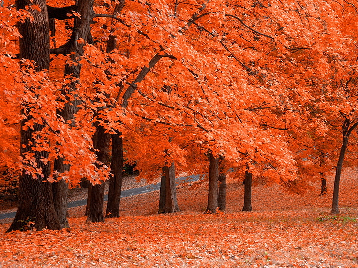 red maple trees forest, landscape, fall, red leaves, trees, nature, HD wallpaper