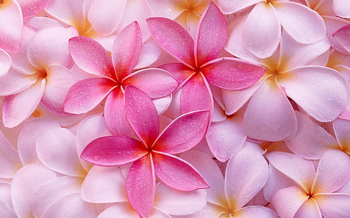 熱帯プルメリア、ピンクの花びらの花、熱帯、プルメリア、 HDデスクトップの壁紙 HD wallpaper