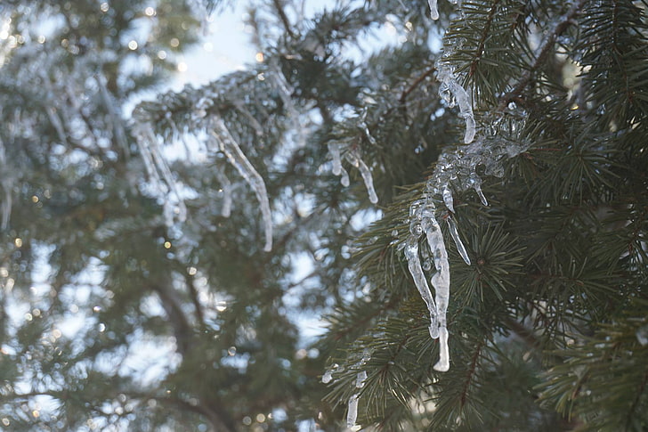 icicle, pine trees, nature, branch, HD wallpaper