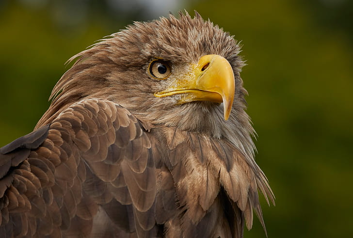 birds, predator, beak, white-tailed eagle, HD wallpaper